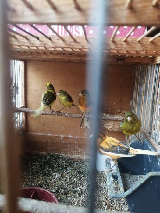 Клетка для певчих птиц