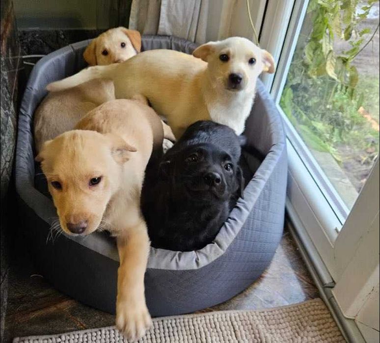 Rodzeństwo szczeniaków szuka domu