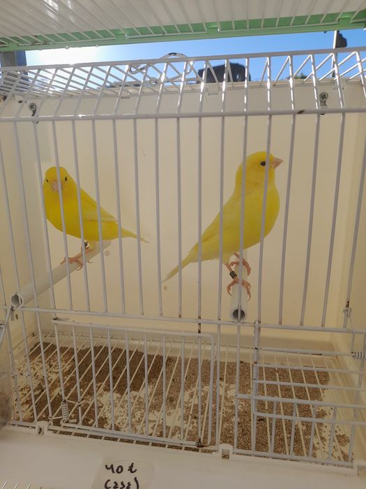 Canarios amarelos e mosaico amarelo