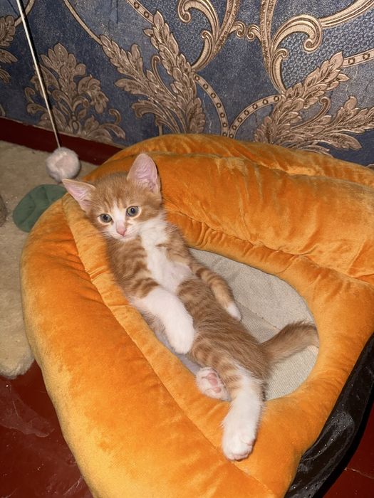 Кошенята шукають дім