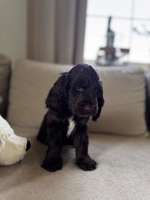 POMELO - Cocker Spaniel Angielski REZERWACJA