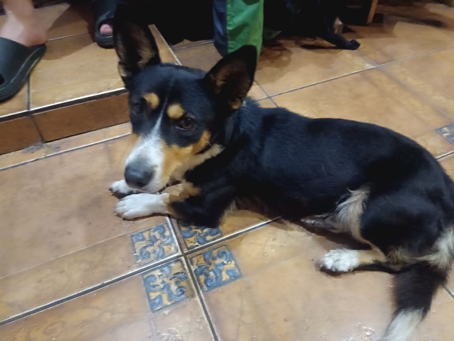 Шукаємо старого власника