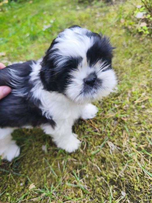 Dwie cudne suczki shih tzu