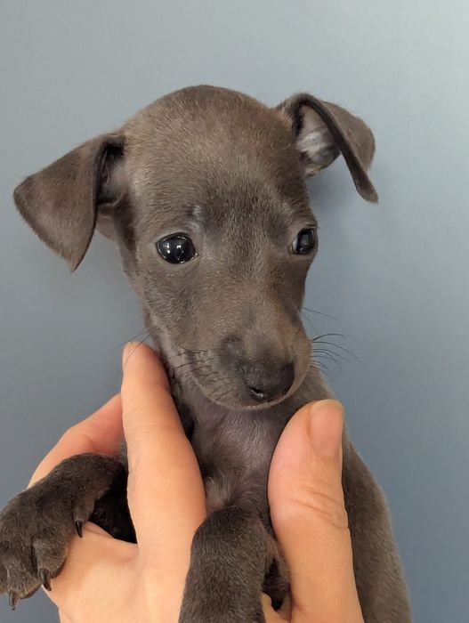 Цуценята левретки, документи КСУ, Київ.