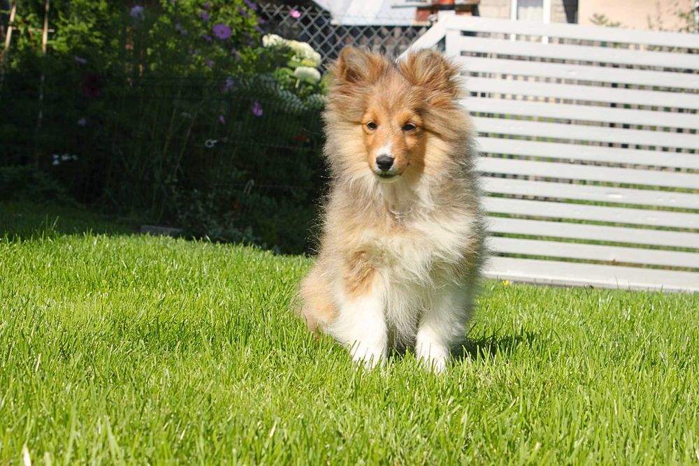 Owczarek Szetlandzki Sheltie ZKwP/FCI - Suczka