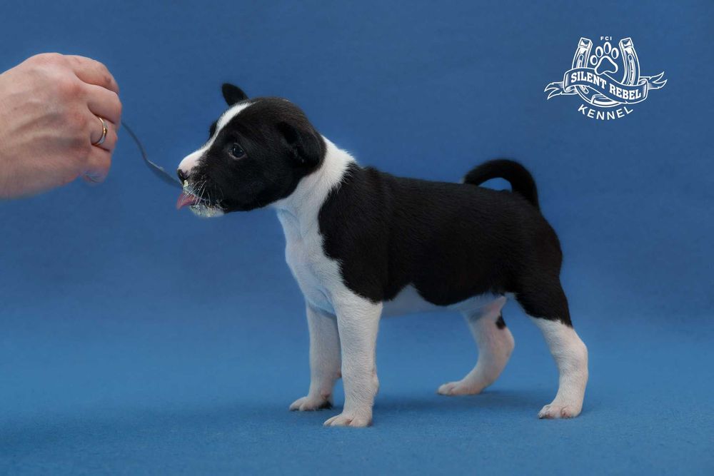 Szczenię suczka basenji FCI