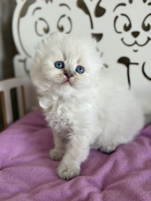 Котята шотландские поинт Scottish 
Scottish fold