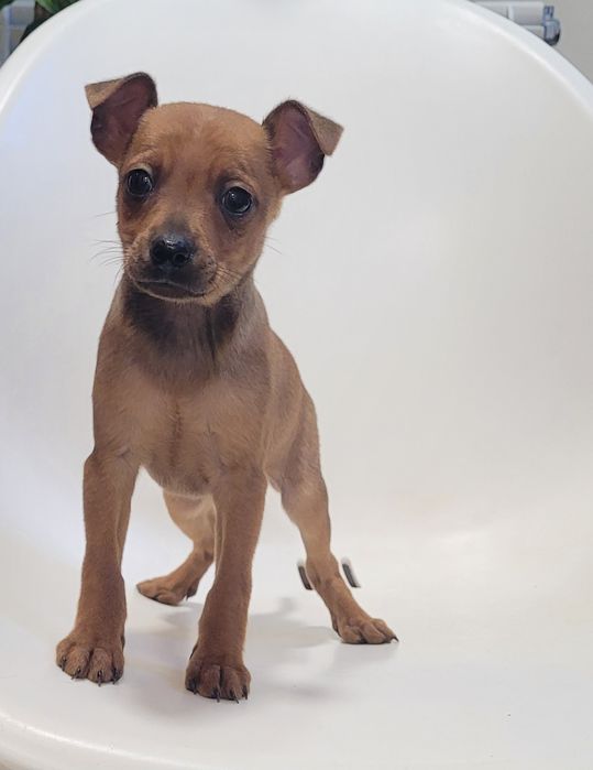 Pinscher miniatura macho