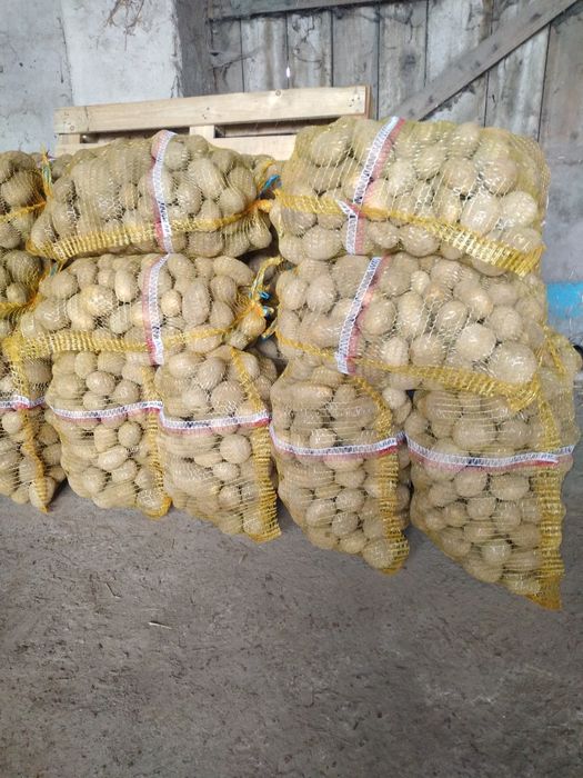 Ziemniaki jadalne Jurek