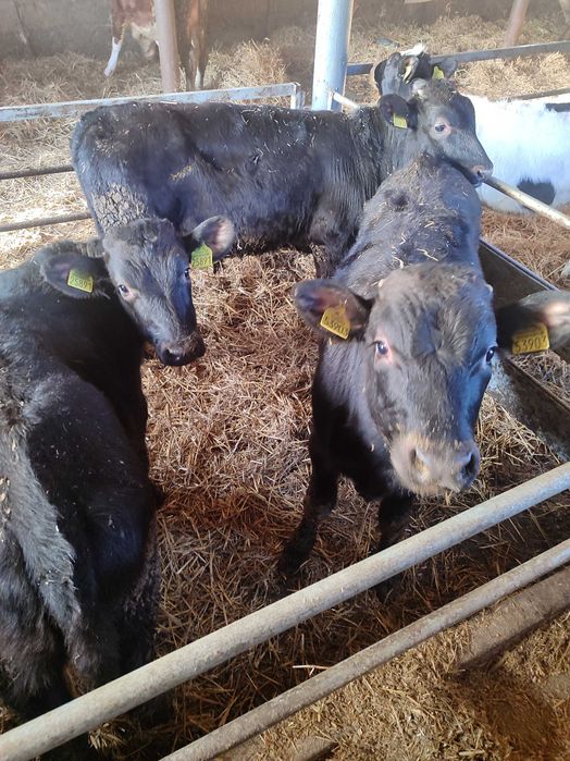 Angusy cielaki od rolnika