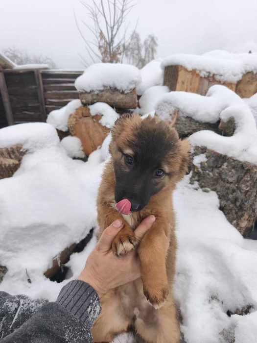 Цуценята. Прилаштовуємо в добрі руки 6 чудових цуценят!