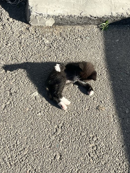Віддам в добрі руки котенят