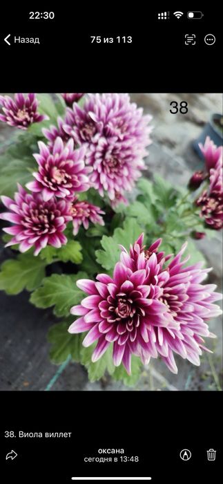 Хризантема мультифлора