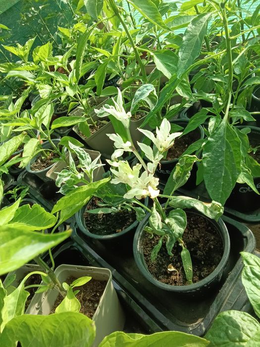 Vendo plantas malaguetas  / pimentas  raras 150 variedades