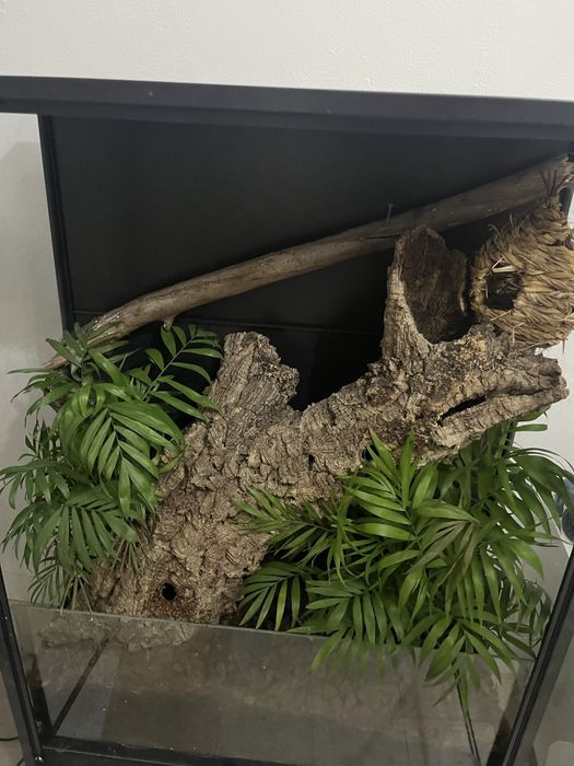 Terrario para repteis