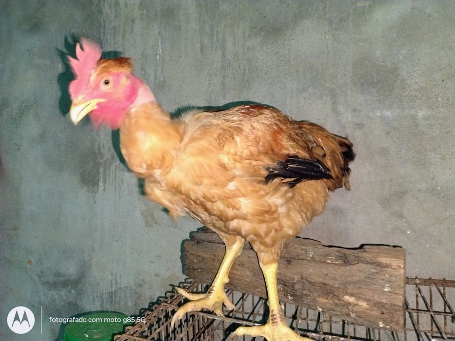 Galos caseiros .