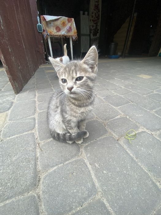 Віддамо котеня! Дівчинка, грайлива та ласкова!