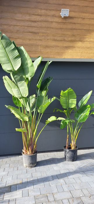 Palma mrozoodporna.  Rośliny egzotyczne.  Yucca rostrata  fortunei