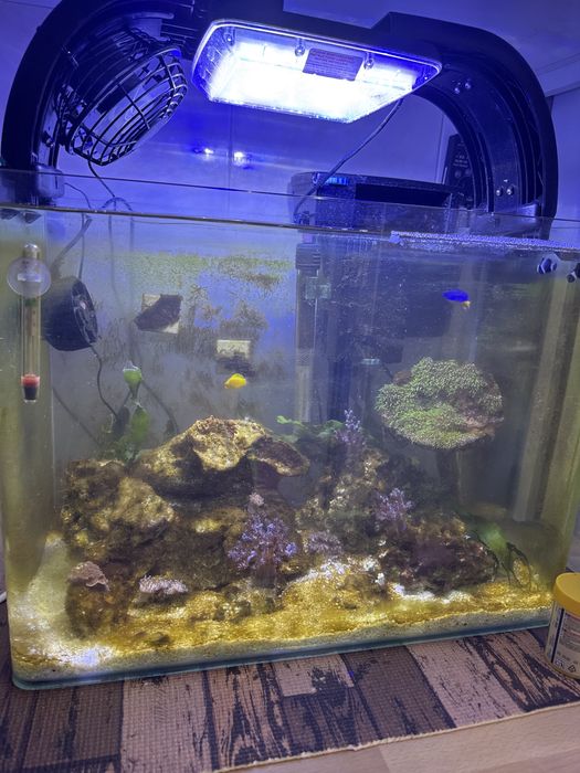 Vendo aquario marinho uegente