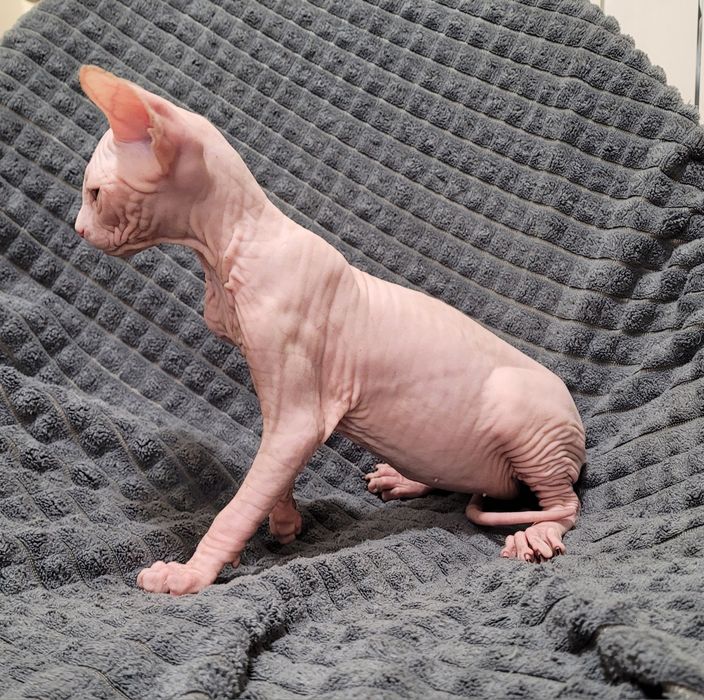 Sphynx olhos azuis
