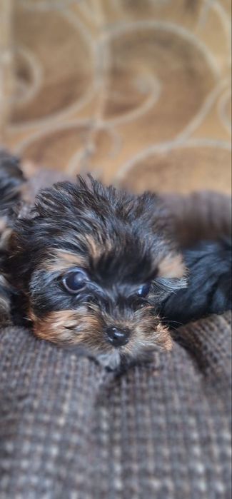 Продам собаки йоркширськие терьеры мініки.