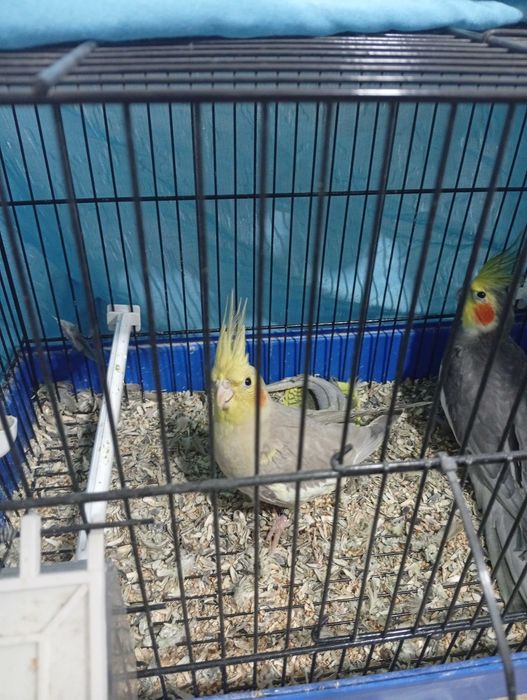 Vendo casal de caturras