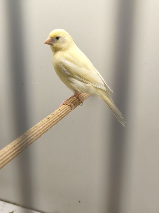 Kanarki samce, samice