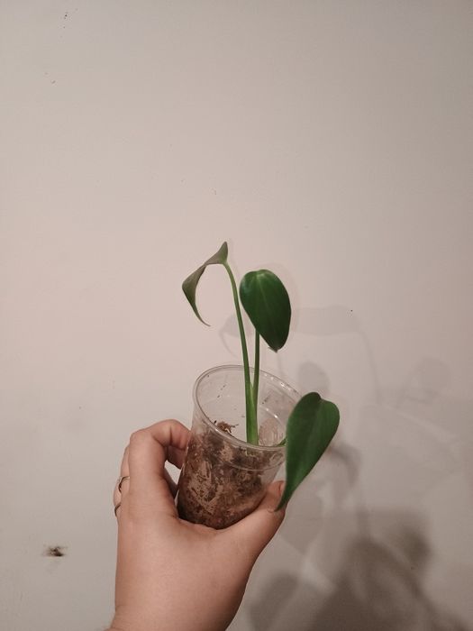 Monstera burle Marx flame