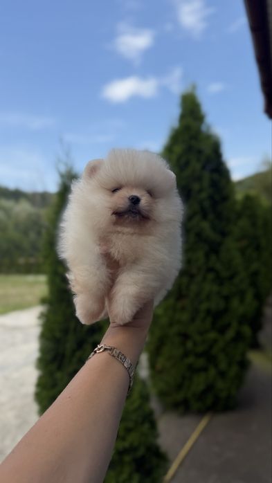 Міні мішка помчик