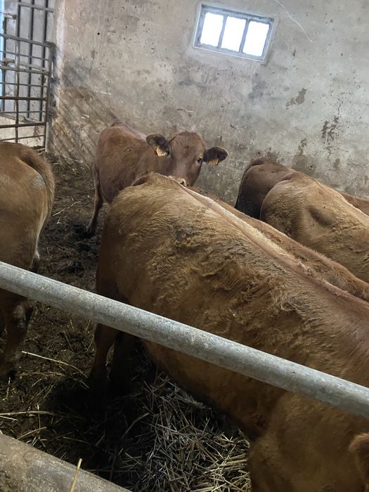 Vitelas Angus Top