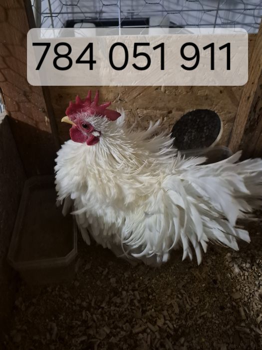 Kurka i kogut serama (Parka -  kogut lokowany)