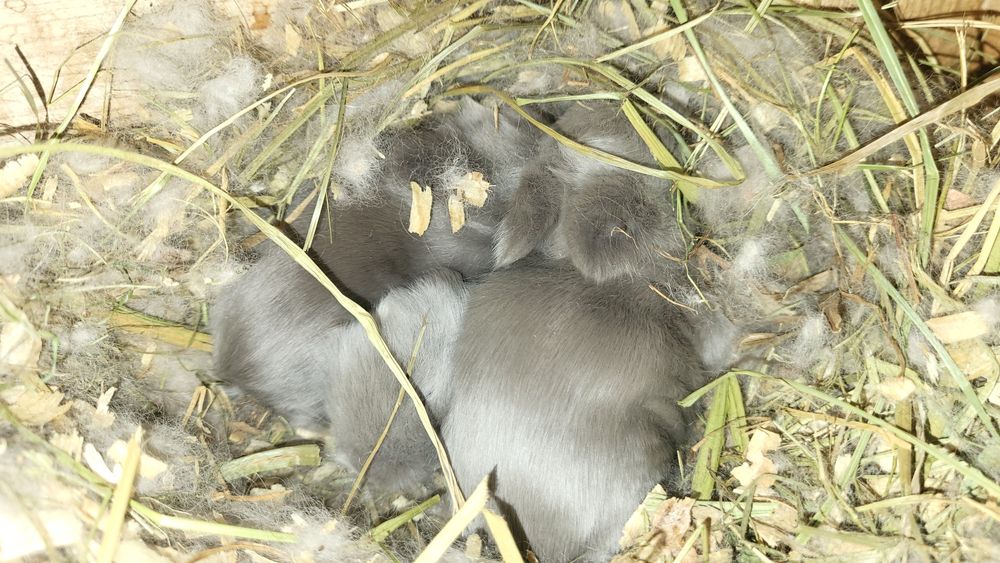 Teddy  mini mini najmniejsze krolisie teddy 1kg