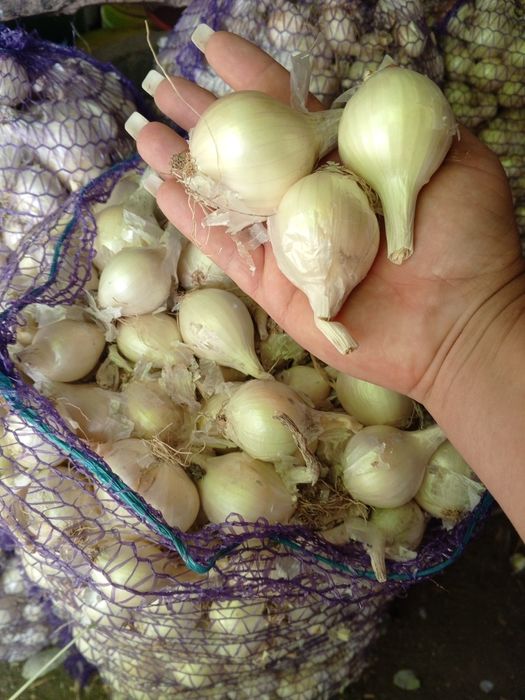 Цибуля кущівка біла