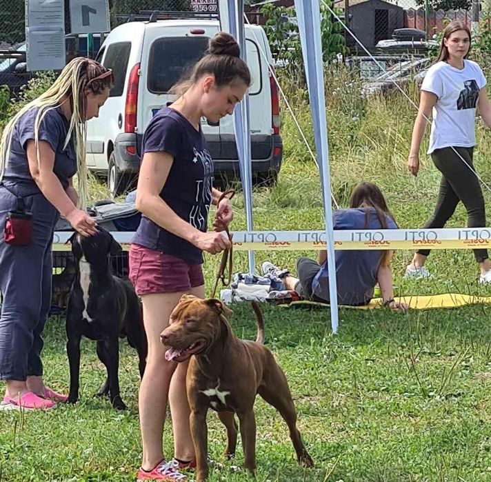 В'язка. Американський пітбультер'єр.