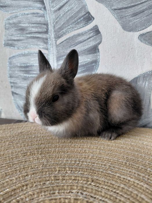 Продам декоративного кролика