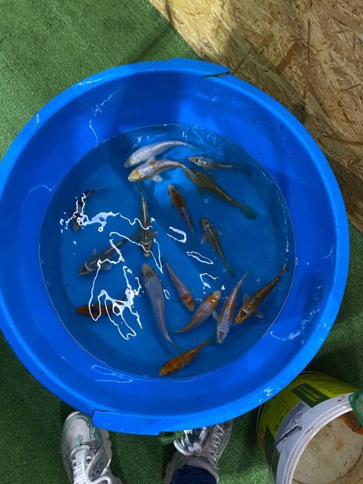 Vendo carpas koi