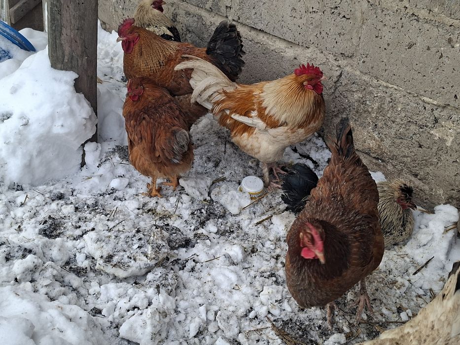 Koguty  z własnych jaj  perliki blorjery mięsne