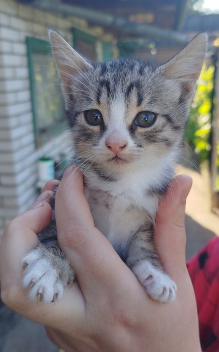 Котинята в добрі руки безкоштовно