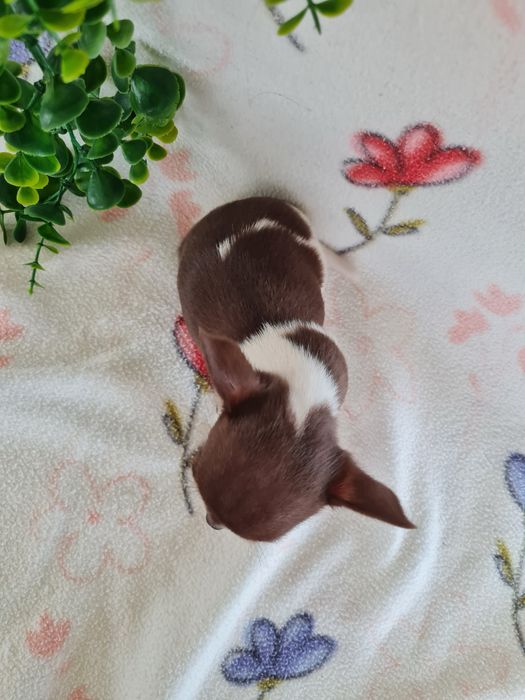 Excecional menina mini mini Chihuahua/Chiuaua,LinhagemRussa de Qualidd