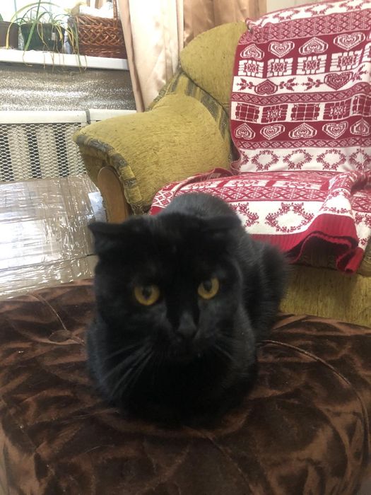 Кішечка(Британська висловуха) у хороші руки