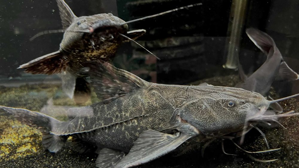 Pterodoras granulosus sum granulosus