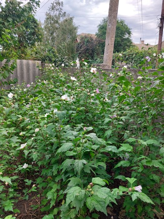 Продам чотирирічні саджанці  гібіскуса