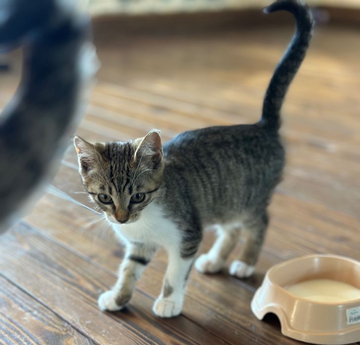 Котенок, кошечка  , 2,5 месяцев, ищет дом! Котята…отдам