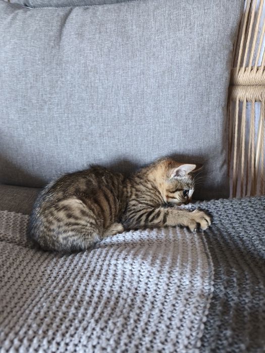 Віддам кошеня дівчинку