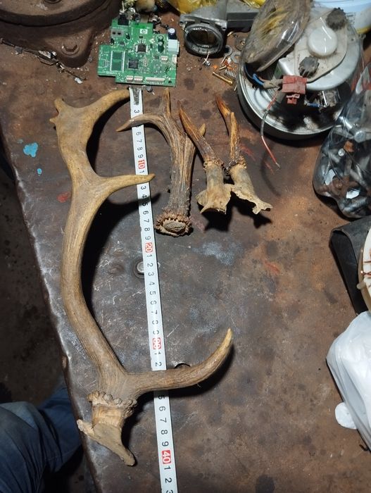 Продам роги,козла.