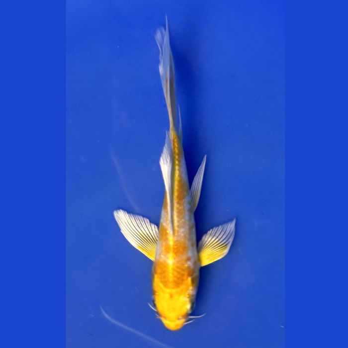 Piękne Karpie koi Butterfly - WYSYŁKA Szczecin