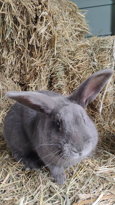 Samiec wiedeński niebieski