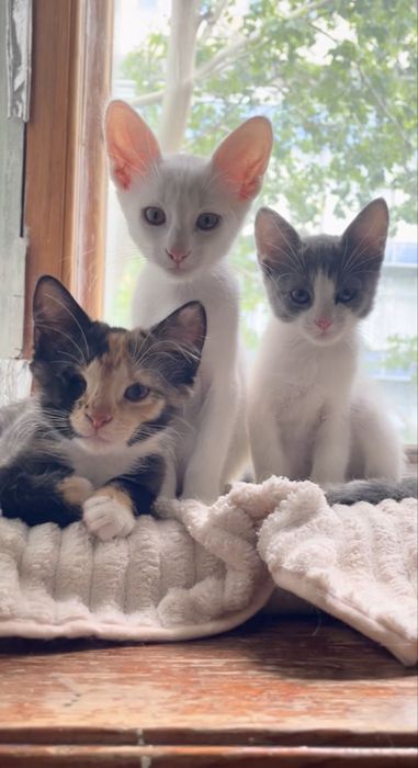 Котята в добрые руки Днепро