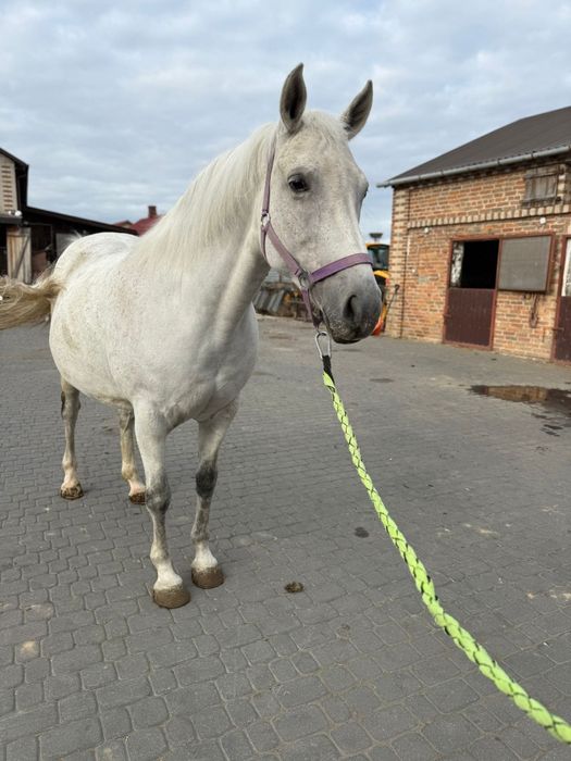 Klacz małopolska dopłatowa