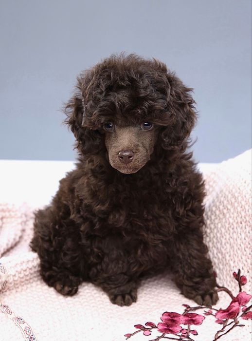 TRUFFLE хлопчик той пудель шоколад